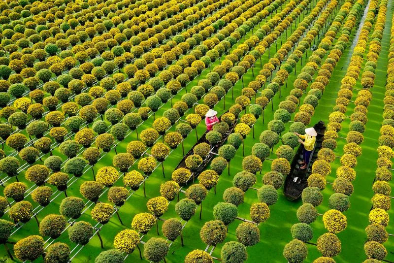 Tan Quy Dong Flower Village