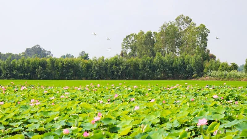 Lễ hội Sen Đồng Tháp