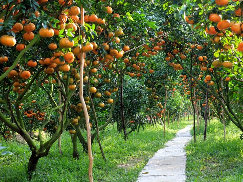 Lai Vung Red Mandarin (Quyt Hong)