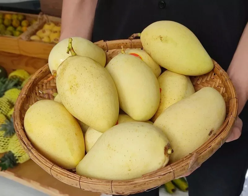 Cao Lanh Mango (Xoài Cát Hòa Lộc)